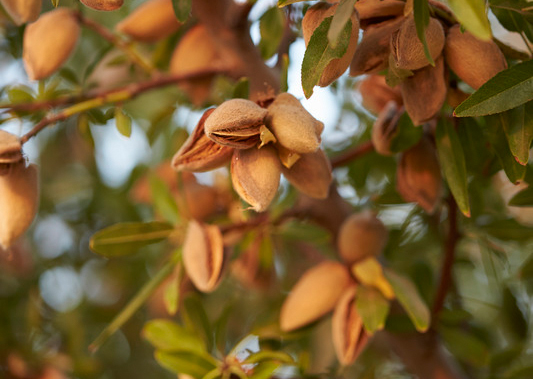 Almonds